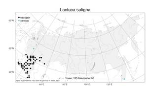 Lactuca saligna, Латук солончаковый, Латук ивовый L., Атлас флоры России (FLORUS) (Россия)