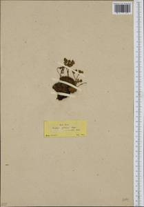 Saxifraga pubescens, Зарубежная Азия (ASIA) (Турция)