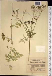 Anthriscus sylvestris subsp. sylvestris, Сибирь, Чукотка и Камчатка (S7) (Россия)