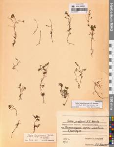 Ива круглолистная Trautv., Сибирь, Чукотка и Камчатка (S7) (Россия)