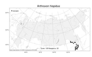 Arthraxon hispidus, Артраксон щетинистый (Thunb.) Makino, Атлас флоры России (FLORUS) (Россия)