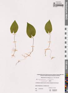 Майник двулистный (L.) F.W.Schmidt, Сибирь, Чукотка и Камчатка (S7) (Россия)