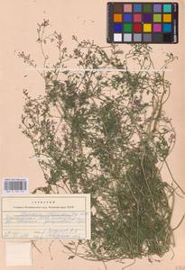 Дымянка Шлейхера Soy.-Will., Восточная Европа, Восточный район (E10) (Россия)