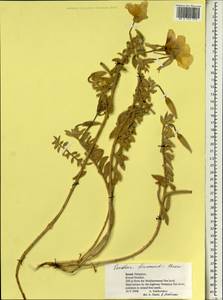 Oenothera drummondii Hook., Зарубежная Азия (ASIA) (Израиль)