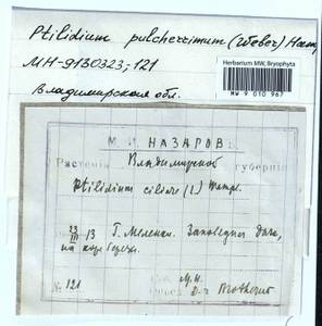 Ptilidium pulcherrimum (Weber) Vain., Гербарий мохообразных, Мхи - Центральное Нечерноземье (B6) (Россия)