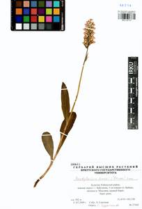 Пальчатокоренник Фукса (Druce) Soó, Сибирь, Прибайкалье и Забайкалье (S4) (Россия)