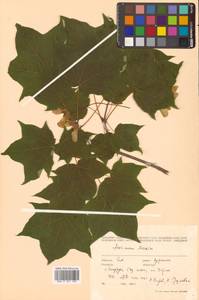 Клен Майра (Schwer.) H.Ohashi, Сибирь, Дальний Восток (S6) (Россия)
