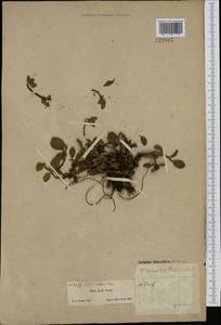 Ива арктическая Pall., Сибирь, Центральная Сибирь (S3) (Россия)