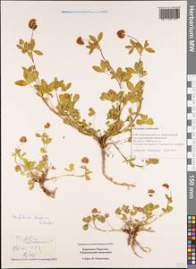 Trifolium badium subsp. rytidosemium (Boiss. & Hohen.) M.Hossain, Кавказ, Ставропольский край, Карачаево-Черкесия, Кабардино-Балкария (K1b) (Россия)