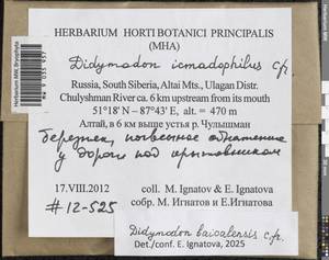 Didymodon baicalensis Ignatova & Ignatov, Гербарий мохообразных, Мхи - Западная Сибирь (включая Алтай) (B15) (Россия)
