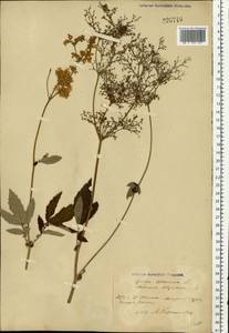 Таволга вязолистная (L.) Maxim., Восточная Европа, Белоруссия (E3a) (Белоруссия)