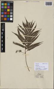 Cyathea lepifera (J. Sm. ex Hook.) Copel., Зарубежная Азия (ASIA) (Филиппины)