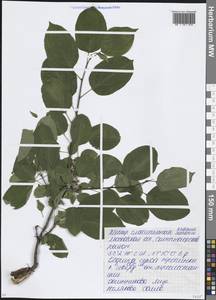 Жестер слабительный, Крушина слабительная L., Восточная Европа, Московская область и Москва (E4a) (Россия)