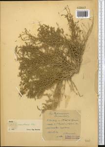 Caroxylon turkestanicum (Litv.) Akhani & Roalson, Средняя Азия и Казахстан, Сырдарьинские пустыни и Кызылкумы (M7) (Казахстан)