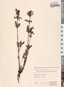 Мытник Шамиссо Steven, Сибирь, Чукотка и Камчатка (S7) (Россия)