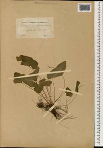 Asplenium sagittatum (DC.) A. J. Bange, Зарубежная Азия (ASIA) (Сирия)