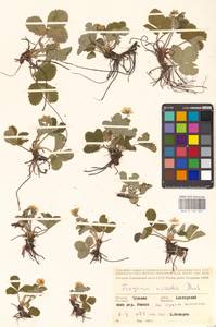 Земляника зеленая, Полуница Duchesne, Восточная Европа, Средневолжский район (E8) (Россия)