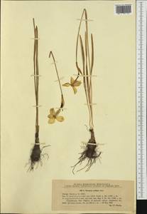 Narcissus poeticus subsp. radiiflorus (Salisb.) Baker, Западная Европа (EUR) (Румыния)
