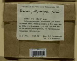 Leskea polycarpa Hedw., Гербарий мохообразных, Мхи - Дальний Восток (без Чукотки и Камчатки) (B20) (Россия)