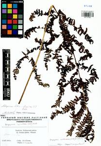 Кочедыжник женский (L.) Roth, Сибирь, Прибайкалье и Забайкалье (S4) (Россия)