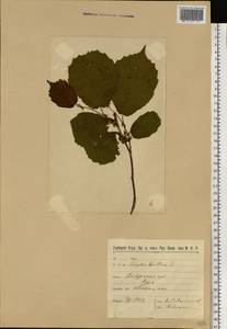 Орешник обыкновенный, Лещина обыкновенная L., Восточная Европа, Северо-Западный район (E2) (Россия)