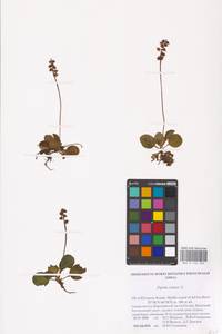 Грушанка малая L., Восточная Европа, Северный район (E1) (Россия)