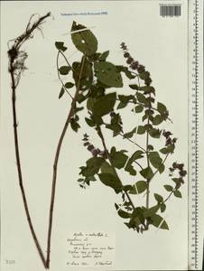 Mentha × verticillata L., Восточная Европа, Московская область и Москва (E4a) (Россия)