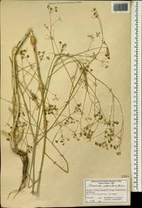 Elaeosticta nodosa (Boiss.) Boiss., Зарубежная Азия (ASIA) (Иран)