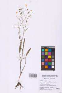 Лютик жгучий, Прыщинец L., Восточная Европа, Центральный лесостепной район (E6) (Россия)