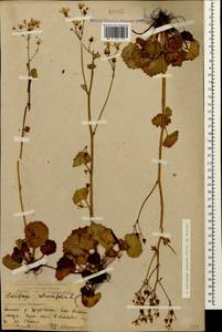 Saxifraga rotundifolia subsp. rotundifolia, Кавказ, Краснодарский край и Адыгея (K1a) (Россия)
