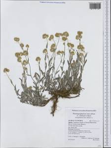 Helichrysum luteoalbum (L.) Rchb., Западная Европа (EUR) (Испания)