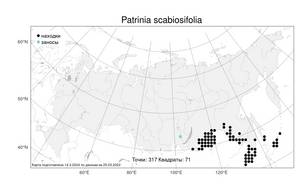 Patrinia scabiosifolia, Патриния скабиозолистная Fisch. ex Trevir., Атлас флоры России (FLORUS) (Россия)