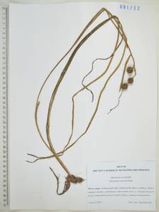 Ежеголовник всплывающий, Ежеголовник всплывший Rehmann, Сибирь, Дальний Восток (S6) (Россия)