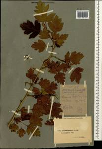 Боярышник пятипестичный Waldst. & Kit. ex Willd., Кавказ, Азербайджан (K6) (Азербайджан)