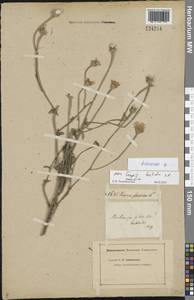 Asteraceae, Восточная Европа, Нижневолжский район (E9) (Россия)