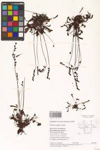 Drosera × anglica Huds., Восточная Европа, Центральный район (E4) (Россия)