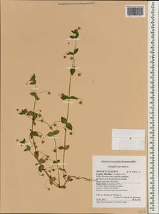 Lysimachia arvensis subsp. arvensis, Зарубежная Азия (ASIA) (Кипр)