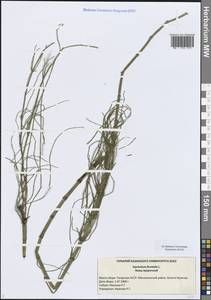 Хвощ приречный, Хвощ топяной L., Восточная Европа, Средневолжский район (E8) (Россия)