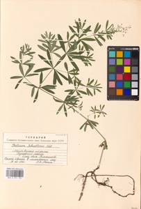 Подмаренник промежуточный Schult., Восточная Европа, Московская область и Москва (E4a) (Россия)