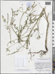 Донник лекарственный (L.) Lam., Кавказ, Черноморское побережье (от Новороссийска до Адлера) (K3) (Россия)