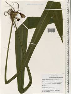 Aspidistra bogneri Tillich, Зарубежная Азия (ASIA) (Вьетнам)