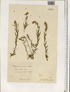 Истод хохлатый Schkuhr, Восточная Европа, Московская область и Москва (E4a) (Россия)