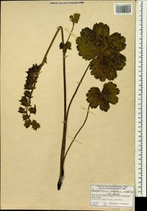 Delphinium vestitum Wall., Зарубежная Азия (ASIA) (Индия)