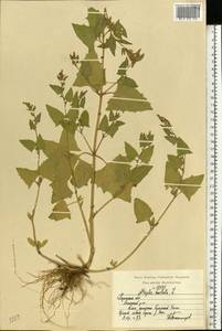 Лебеда лежачая, Лебеда простертая DC., Восточная Европа, Центральный район (E4) (Россия)