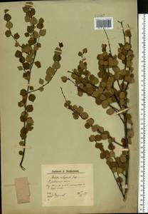 Березка карликовая L., Восточная Европа, Северный район (E1) (Россия)