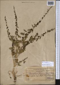 Blitum virgatum subsp. virgatum, Средняя Азия и Казахстан, Западный Тянь-Шань и Каратау (M3) (Узбекистан)