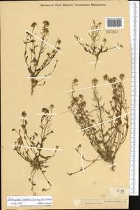 Eutrema halophilum (C.A. Mey.) Al-Shehbaz & S.I. Warwick, Средняя Азия и Казахстан, Муюнкумы, Прибалхашье и Бетпак-Дала (M9) (Казахстан)