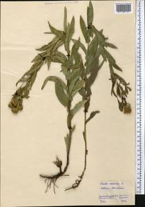 Pentanema salicinum (L.) D.Gut.Larr., Santos-Vicente, Anderb., E.Rico & M.M.Mart.Ort., Средняя Азия и Казахстан, Северный и Центральный Казахстан (M10) (Казахстан)