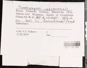 Trachycystis ussuriensis (Regel & Maack) T.J. Kop., Гербарий мохообразных, Мхи - Дальний Восток (без Чукотки и Камчатки) (B20) (Россия)