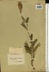 Астрагал эспарцетный L., Восточная Европа, Южно-Украинский район (E12) (Украина)